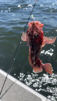 カサゴの釣果