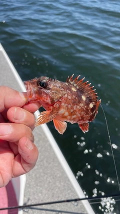 カサゴの釣果