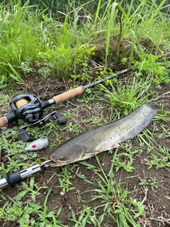 ナマズの釣果