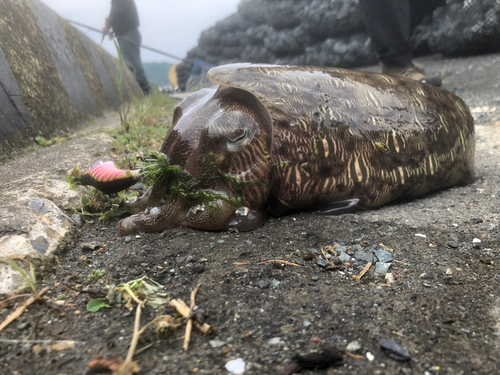 コウイカの釣果