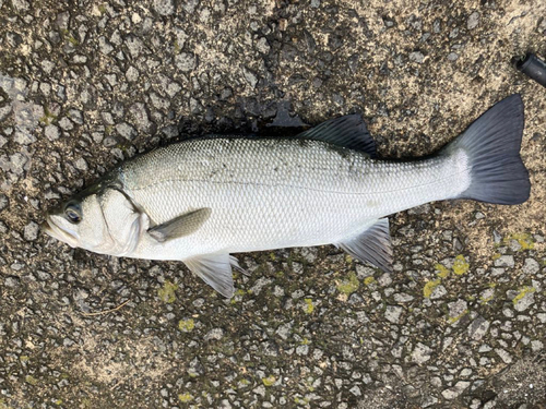 ヒラスズキの釣果