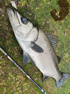 ヒラスズキの釣果