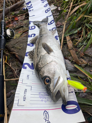 シーバスの釣果