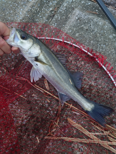 フッコ（マルスズキ）の釣果