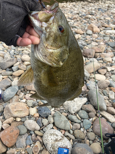 スモールマウスバスの釣果