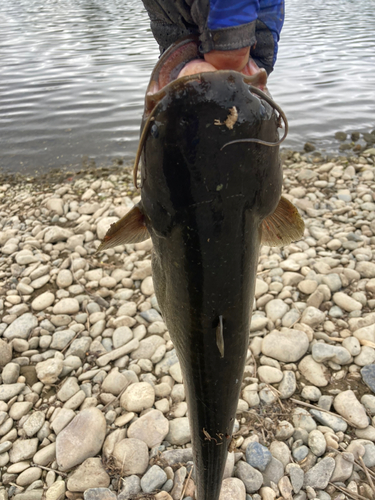 ナマズの釣果