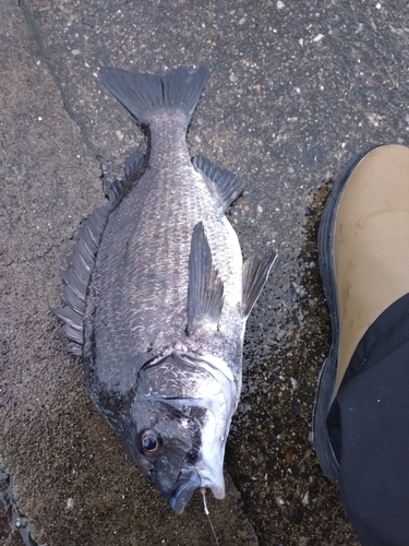 クロダイの釣果