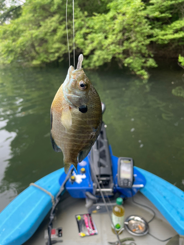 ブルーギルの釣果