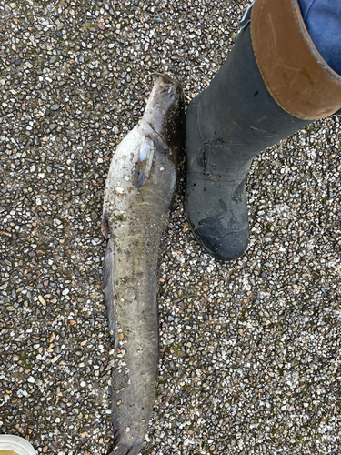 マナマズの釣果