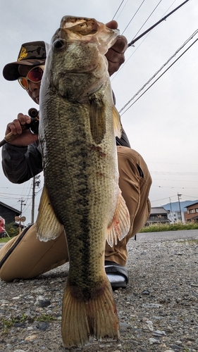 ブラックバスの釣果