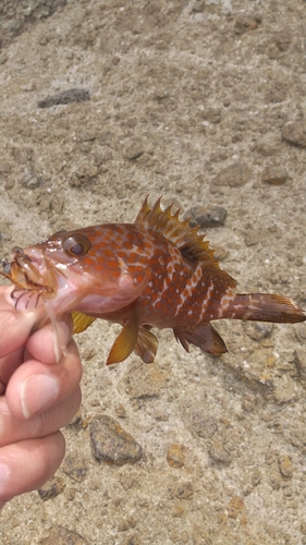 アコウの釣果