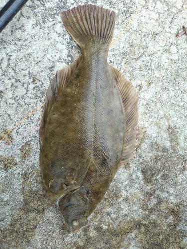 マコガレイの釣果