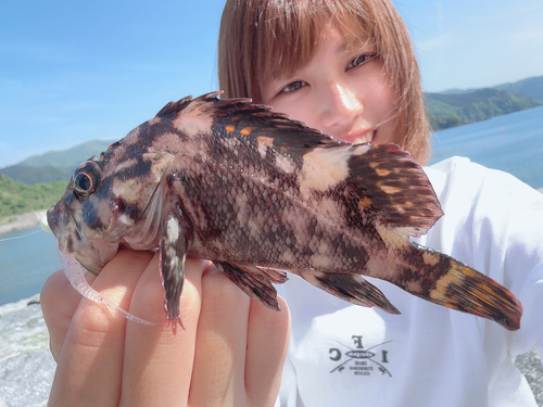 オウゴンムラソイの釣果