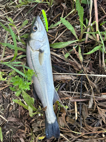 フッコ（マルスズキ）の釣果