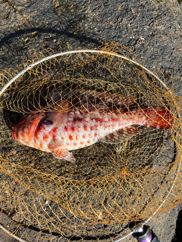 ブダイの釣果