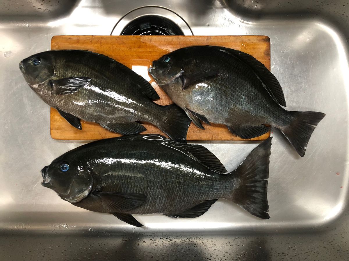 ひ〜やんさんの釣果 2枚目の画像