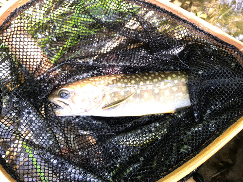 イワナの釣果