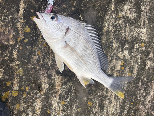 キビレの釣果