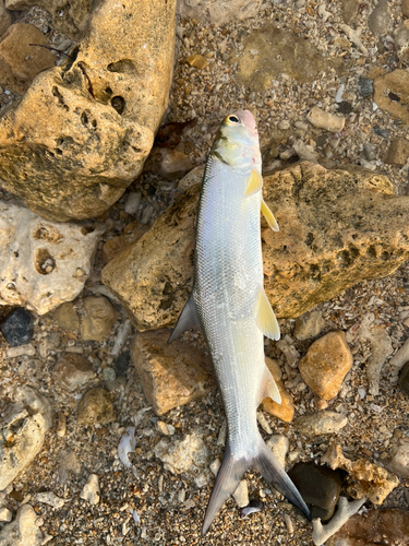 カライワシの釣果