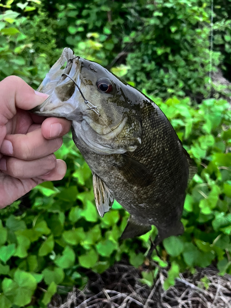 スモールマウスバス