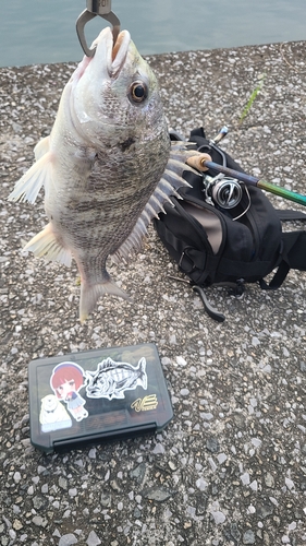 クロダイの釣果