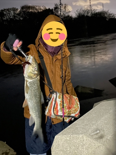 ニゴイの釣果