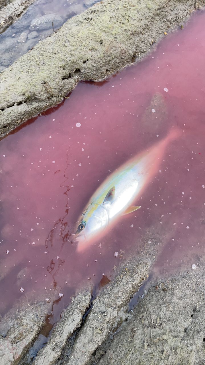 メジロ