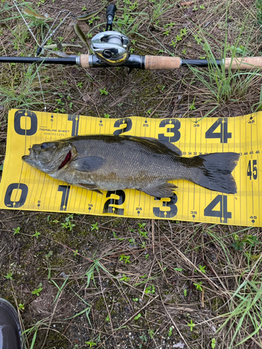 スモールマウスバスの釣果