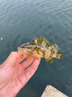 タケノコメバルの釣果