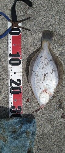 マガレイの釣果