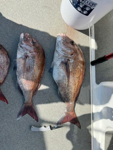 タイの釣果