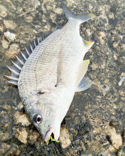 キビレの釣果