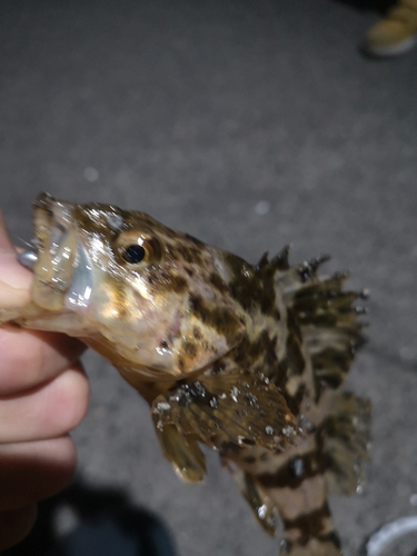 タケノコメバルの釣果