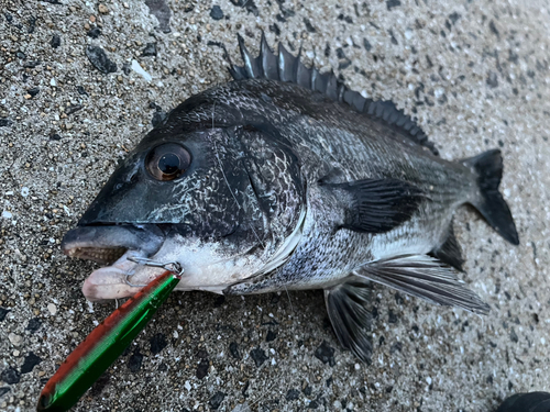 チヌの釣果