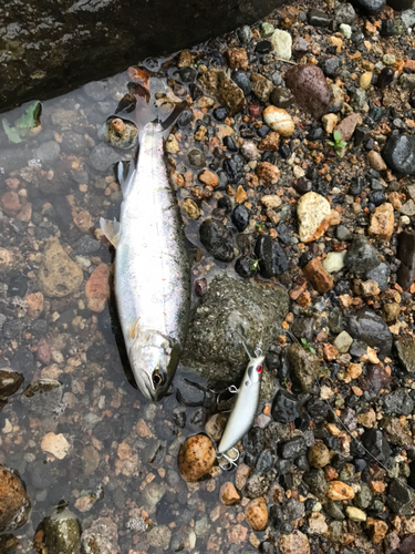 アマゴの釣果