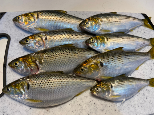 コノシロの釣果