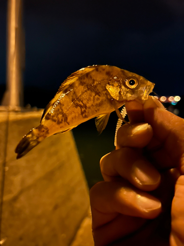 メバルの釣果