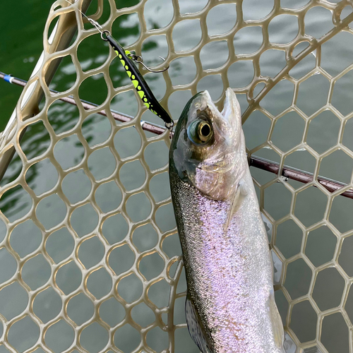 ニジマスの釣果