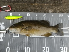 スモールマウスバスの釣果