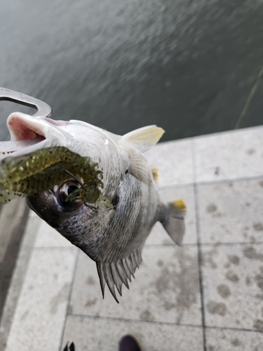 キビレの釣果