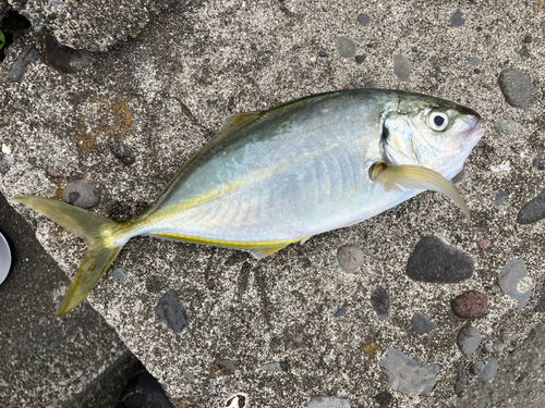 シマアジの釣果