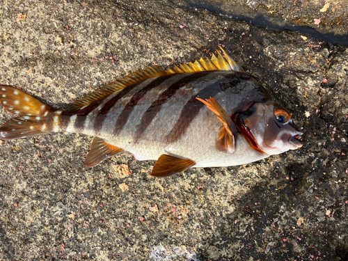 タカノハダイの釣果