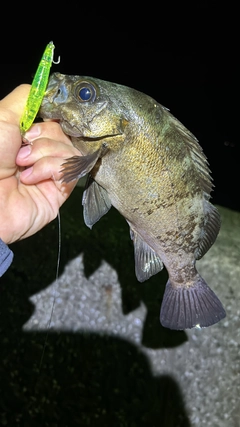 メバルの釣果