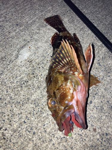 カサゴの釣果