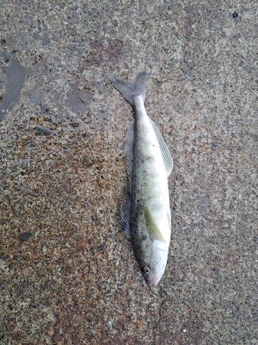 ホッケの釣果