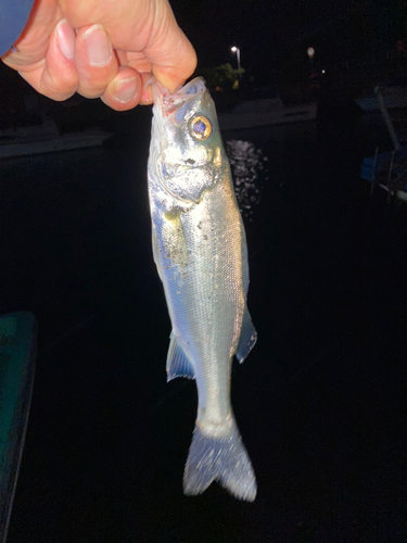 セイゴ（マルスズキ）の釣果