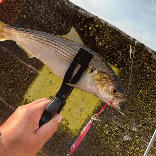 コノシロの釣果