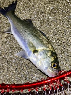 セイゴ（マルスズキ）の釣果