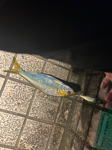 コノシロの釣果