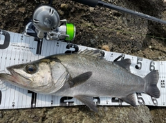 ヒラスズキの釣果